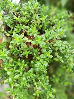 自然,叶子,植物,百里香,lat,生长,绿色,植物部分 自然,叶子,植物,百里香,lat,生长,绿色,植物部分