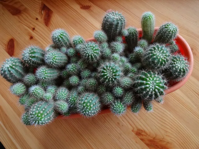 仙人掌，刺，室内植物，绿色，高角度视图，植物，室内，桌子