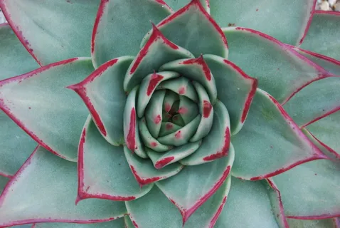 树叶，螺旋形，黄金比例，正上方，高角度视图，全框架，红色，图案