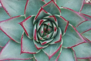 树叶，螺旋形，黄金比例，正上方，高角度视图，全框架，红色，图案