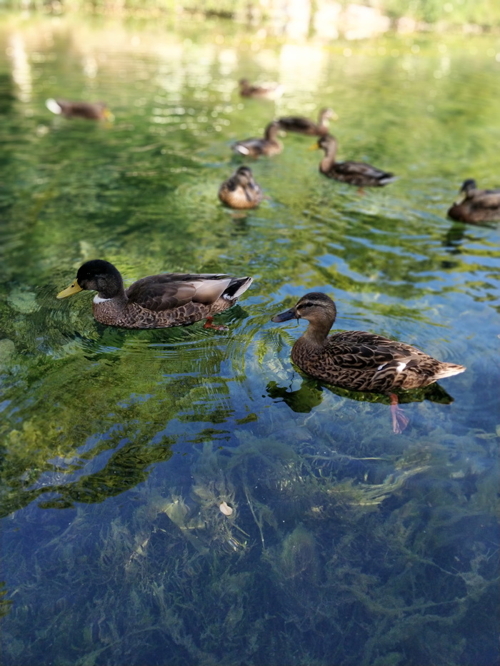 鸭子、水、藻类、池塘、鸟、动物群、野生动物、野生动物
