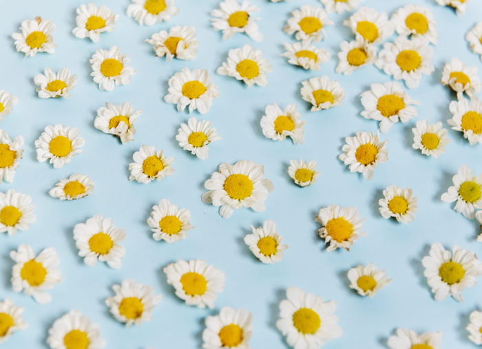 黄色和白色花瓣的花