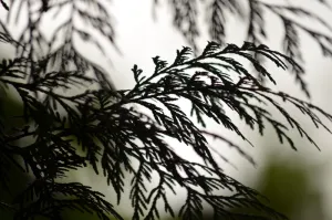 雪松、剪影、树木、自然、森林、植物、木材、天然