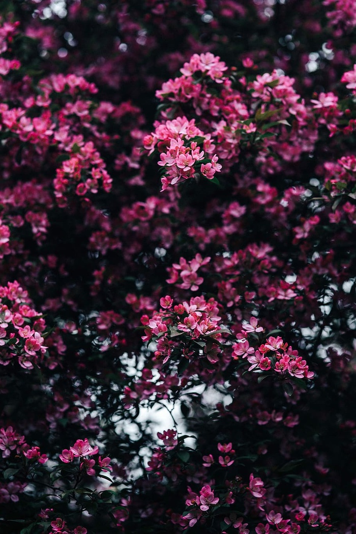 可爱的粉色花朵从树枝上盛开