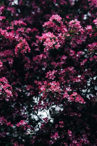 可爱的粉色花朵从树枝上盛开