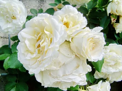 玫瑰,白玫瑰,开花花序,花,开花植物,自然之美,植物,花瓣 玫瑰,白玫瑰,开花花序,花,开花植物,自然之美,植物,花瓣