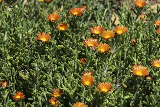 花，纹理，背景，花，花，橙色，植物，绿色