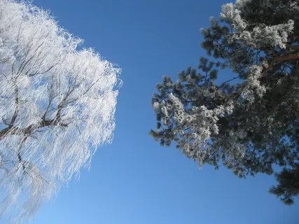 北海道、浅川、冬天、天空、树木、低角度视图、植物、晴朗的天空 北海道、浅川、冬天、天空、树木、低角度视图、植物、晴朗的天空