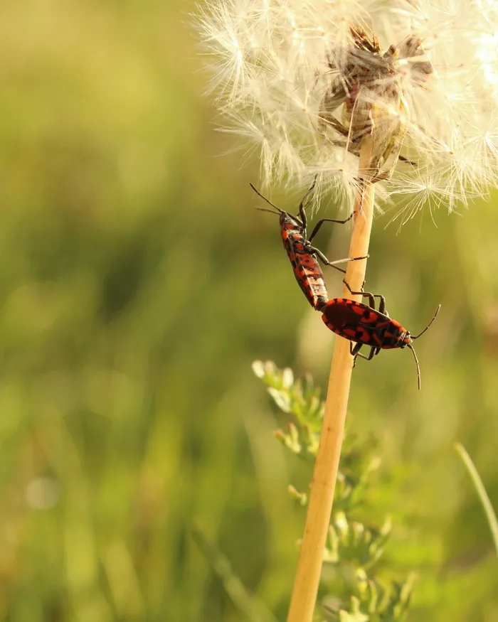 塞尔维亚，莫克拉戈拉，塔拉，争吵，春天，花，自然，生命
