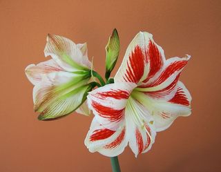 石蒜，球果花序，石蒜，球果，花序，球果花序，球茎植物，摄影棚拍摄，彩色背景