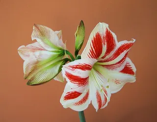 石蒜，球果花序，石蒜，球果，花序，球果花序，球茎植物，摄影棚拍摄，彩色背景