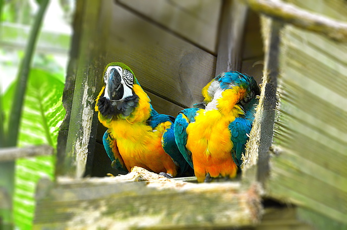 鹦鹉，鸟，彩色，羽毛，颜色，彩色羽毛，动物肖像，动物群