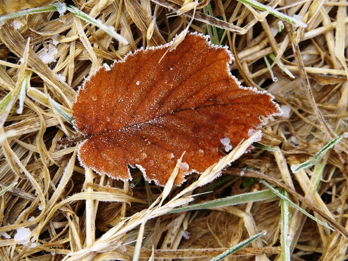 叶子，棕色，霜冻，叶子，落叶，干燥，特写，植物