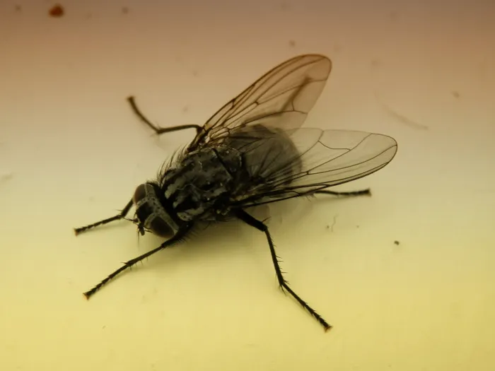 蓝獭，苍蝇，昆虫，自然，虫子，蓝獭，苍蝇，家蝇，动物