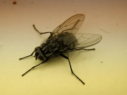 蓝獭，苍蝇，昆虫，自然，虫子，蓝獭，苍蝇，家蝇，动物