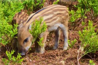 棕色野猪，绘画，油画，照片绘画，launchy，野猪，艺术，艺术品
