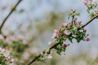 春天盛开的苹果树