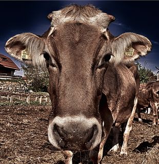 牛、牛肉、口鼻、鱼眼、有蹄动物、好艾德比奇、保护区、动物