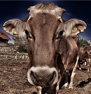 牛、牛肉、口鼻、鱼眼、有蹄动物、好艾德比奇、保护区、动物