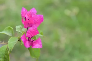 花朵，粉色，自然，花朵，开花植物，花朵，植物，自然之美