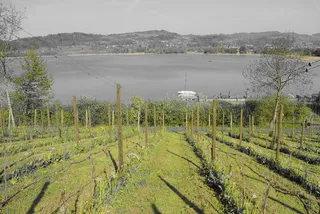 葡萄园、葡萄酒、湖泊、葡萄藤、景观、自然、斜坡、绿色