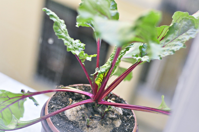 甜菜根，植物，花园，园艺，蔬菜，自然，生长，没有人