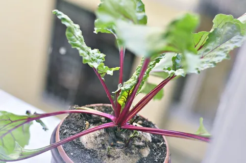 甜菜根,植物,花园,园艺,蔬菜,自然,生长,没有人 甜菜根,植物,花园,园艺,蔬菜,自然,生长,没有人