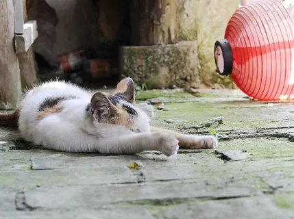 猫，小猫，哺乳动物，动物主题，动物，家养，家养动物，宠物