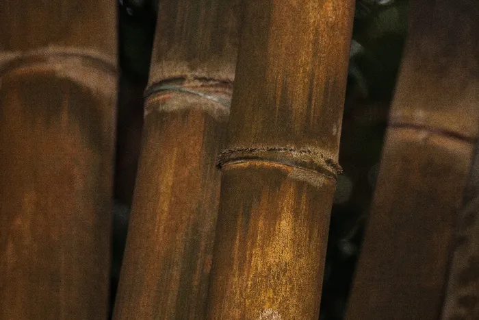 龙舌兰，竹子，龙舌兰，竹子，巨竹，粗巨竹，龙舌兰，缅甸，印度
