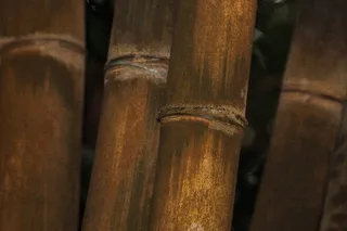 龙舌兰，竹子，龙舌兰，竹子，巨竹，粗巨竹，龙舌兰，缅甸，印度