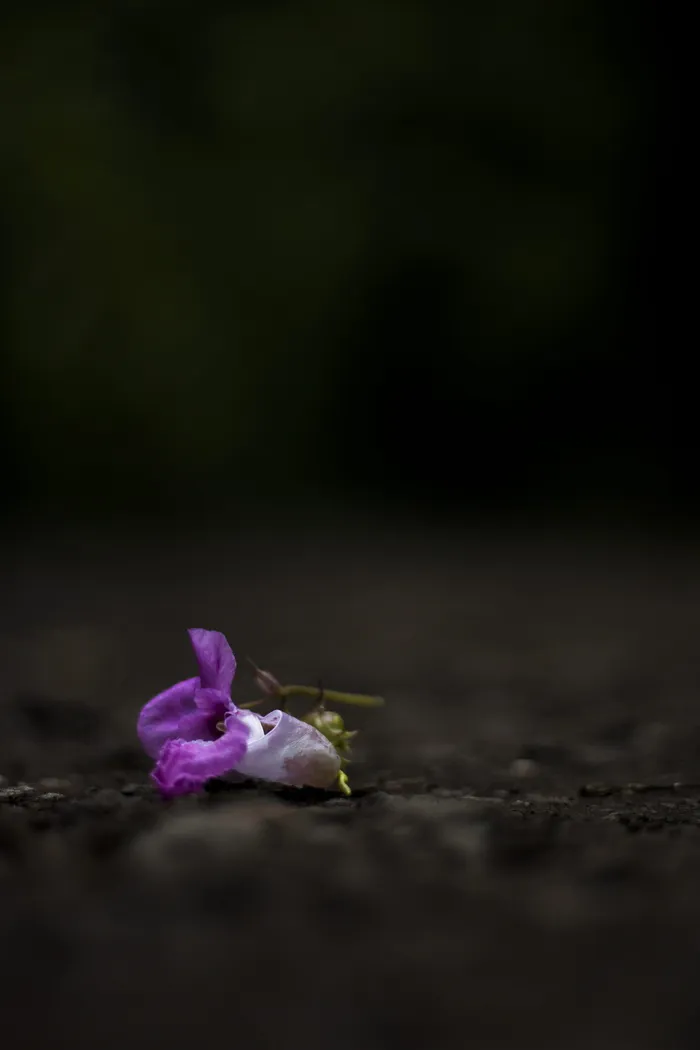 英国，斯托克顿发球台，普雷斯顿公园博物馆和场地，浅景深，深色，粉色，浅色，花朵