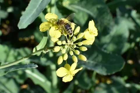 菜籽、油、生物燃料、工作、蜜蜂、昆虫、大自然、工作中的蜜蜂 菜籽、油、生物燃料、工作、蜜蜂、昆虫、大自然、工作中的蜜蜂