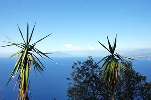 绿叶，意大利，卡普里岛，地中海，卡普里岛，索伦托半岛，那不勒斯湾
