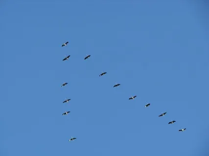 候鸟，编队，鸟类，鸟群，蓝色，天空，飞行，团队合作