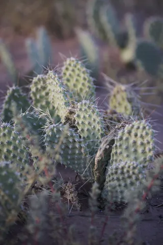 植物，户外，绿色，自然，卡克图，美利坚合众国，犹他州，拱门国家公园