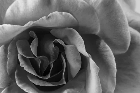 花，花，黑色，白色的花，小花，精致的花，自然，宏观