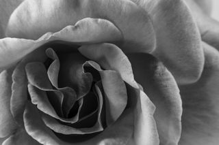 花，花，黑色，白色的花，小花，精致的花，自然，宏观