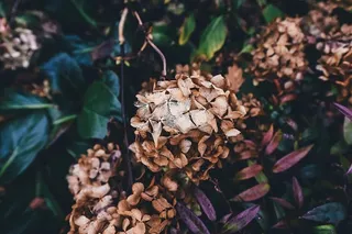 开花，开花，特写，植物，花，叶，自然，植物