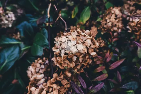 开花,开花,特写,植物,花,叶,自然,植物 开花,开花,特写,植物,花,叶,自然,植物