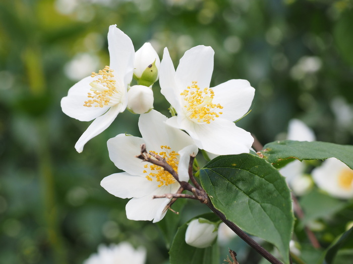 假橙、茉莉、花、白色、欧洲哨子灌木、philadelphus Coronal、淡哨子灌木、夏季茉莉