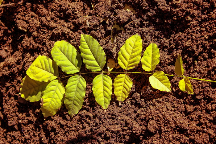 叶, 地球, 绿叶, 绿色, 自然, 叶子, 花园, 枯叶