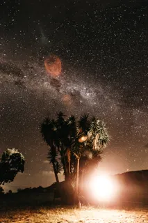 夜间种植棕榈树 夜间种植棕榈树