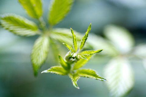 美国，罗伯茨角，叶，叶，宏观，绿色，自然，植物