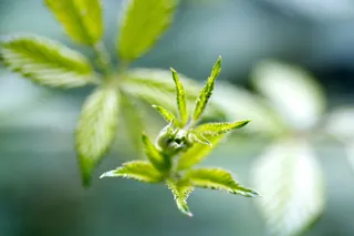 美国，罗伯茨角，叶，叶，宏观，绿色，自然，植物