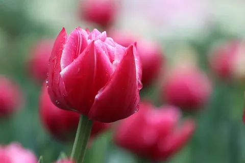 郁金香、水滴、春天、花朵、花朵、花园、植物群、粉色 郁金香、水滴、春天、花朵、花朵、花园、植物群、粉色
