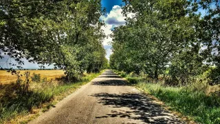 小径，小巷，绿色，树木，自然，树，草，夏天