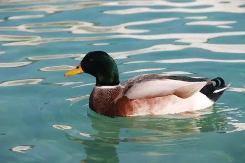 鸭子,海洋,鸟,动物,和平,海洋,鸟,自然,野生 鸭子,海洋,鸟,动物,和平,海洋,鸟,自然,野生