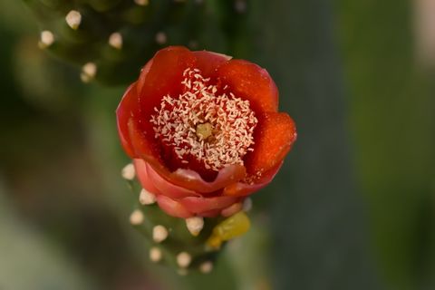 花朵，仙人掌，自然，植物群，花朵，红色，刺梨，新鲜度