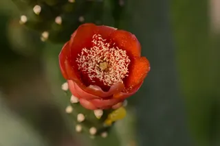 花朵，仙人掌，自然，植物群，花朵，红色，刺梨，新鲜度