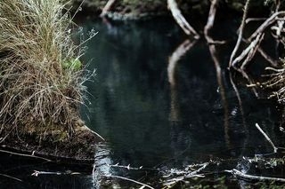 森林中河的倒影